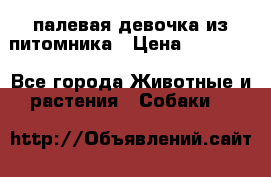 палевая девочка из питомника › Цена ­ 40 000 - Все города Животные и растения » Собаки   